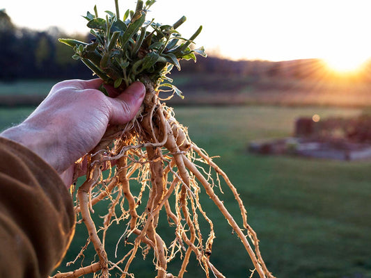 Ashwagandha - eine Wurzel mit vielen Vorteilen