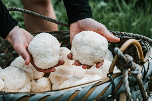 Hericium Erinaceus: Löwenpower für deine Gesundheit