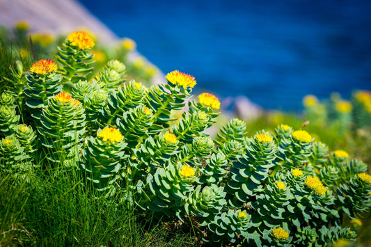Rhodiola rosea – Die Adaptogen-Wurzel für Fokus, Energie und Stressresilienz